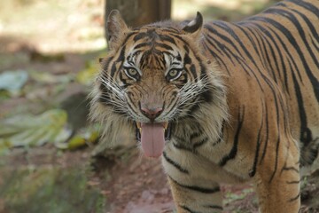 Close up of a Sumatran tiger looking forward with its tongue sticking out
