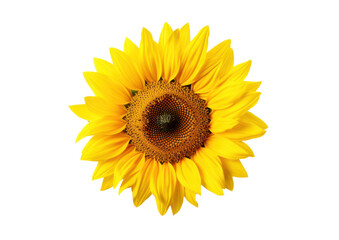 Fototapeta premium vibrant sunflower isolated on white or transparent png