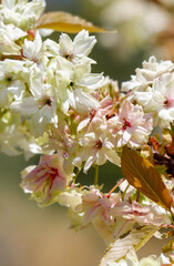 A tree with white flowers is in the foreground
