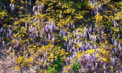 A wall covered in purple flowers