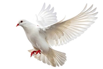 Fototapeta premium White dove in flight isolated on white background