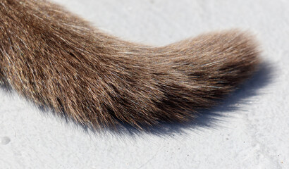 A cat's tail is shown in detail, with the fur being brown