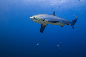 Obraz premium threshershark in malapascua