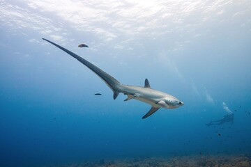 threshershark in malapascua