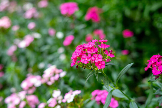 A close-up image of blooming Sweet William (Dianthus barbatus) flowers with  pink and white petals.