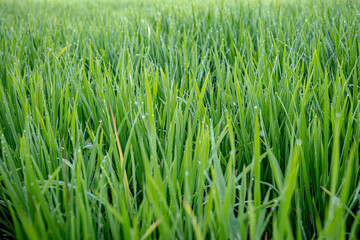 Rice plants are like green weeds in the morning that have dew on their surface. Photographed in the morning with clear weather.