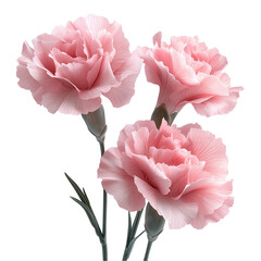 Beautiful pink carnation blooms floral arrangement on a plain backdrop isolated on transparent  background png