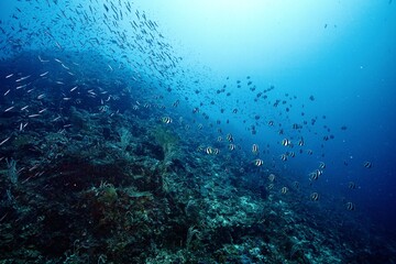 small fish school in cebu under the sea