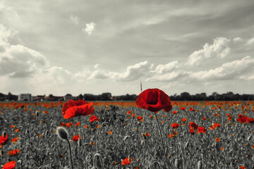 Mohn Ecology Beautiful Summer Day Red Poppy Field Flowers Poppies Blossom Wildflower Wild