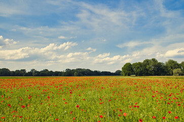 Mohn Ecology Beautiful Summer Day Red Poppy Field Flowers Poppies Blossom Wildflower Wild