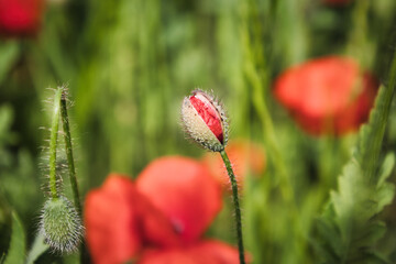 Mohn Ecology Beautiful Summer Day Red Poppy Field Flowers Poppies Blossom Wildflower Wild