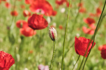 Mohn Ecology Beautiful Summer Day Red Poppy Field Flowers Poppies Blossom Wildflower Wild
