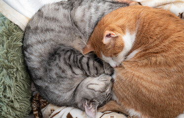 窓辺で眠る二匹の猫	