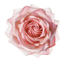 Rose flower  on   isolated background with clipping path. Closeup. For design. Nature Transparent background.	