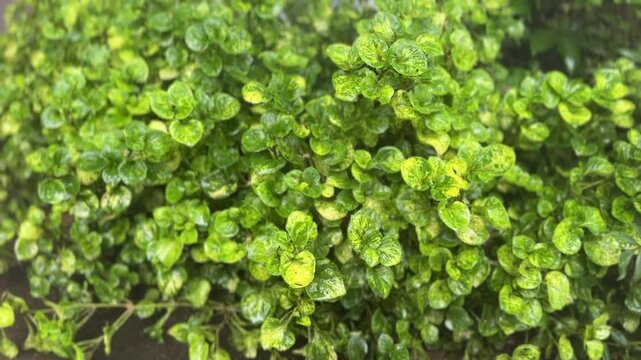 Watercress leaves covered in mist spray with vibrant green texture and fresh appearance

