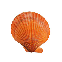 Orange scallop seashell (Mimachlamys sanguinea) isolated on tranparent background