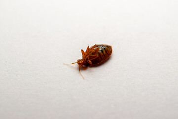 Cimex lextularius