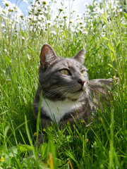 Cute cat laying in a meadow filled with flowers and tall grass. Very cute tabby cat portrait outdoors.