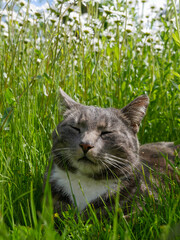 Cute cat laying in a meadow filled with flowers and tall grass. Very cute tabby cat portrait outdoors.