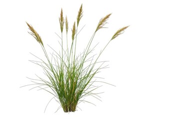 Fototapeta premium Green ornamental grass bunch isolated on white background