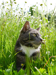 Cute cat laying in a meadow filled with flowers and tall grass. Very cute tabby cat portrait outdoors.