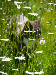 Cute cat laying in a meadow filled with flowers and tall grass. Very cute tabby cat portrait outdoors.