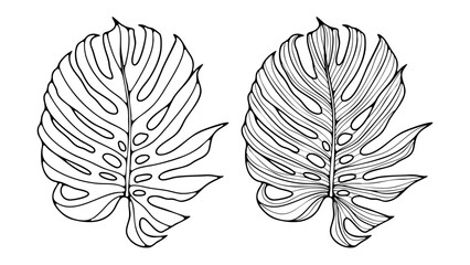 Hand drawn outlines of monstera leaves isolated on white background.