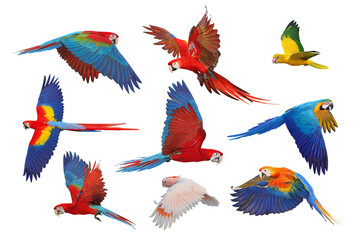 Collage of nine parrots isolated on transparent background png file