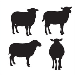 silhouette sheep