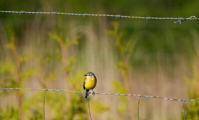 Bright Yellow Wagtail (Motacilla flava) bird on barbed wire fence