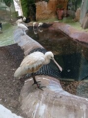 Spoonbill stands on concrete edge