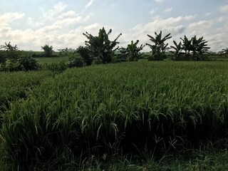 A beautiful view of lush green rice fields under a bright sky. The neatly planted rows create a...