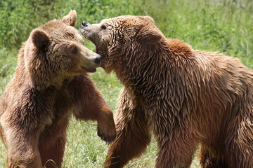Brow bear in the forest 