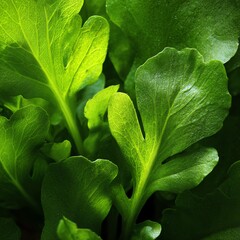Fototapeta premium Fresh green leafy vegetables with vibrant colors on a dark background.
