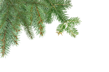 Christmas tree branch on corner, cut out