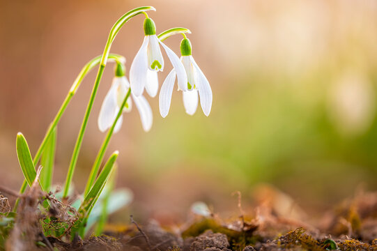 Macro shot of snowdrops in spring