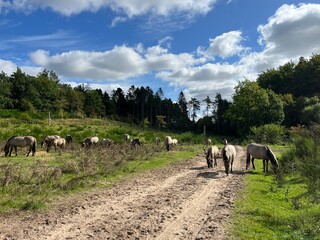 herd of wild horses with foals in the forest