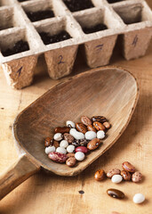 Beautiful raw organic different types of dried beans (Phaseolus vulgaris) seeds in a wooden scoop...