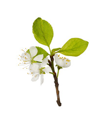 Spring fresh twig with flowers and leaves of prunus tree isolated on white or transparent background.