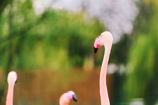 American flamingos near water in nature