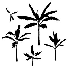 A set of black Banana Palm Trees isolated on a white background. Desert and tropical houseplants. 
