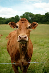 portrait d'une vache française