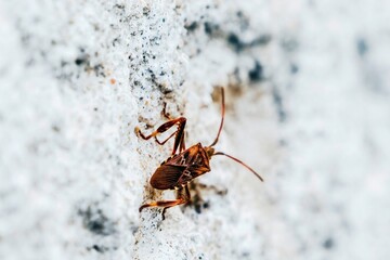 North American conifer bug invades Europe