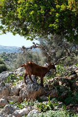 Chevre de Crète sur chemin de randonnée