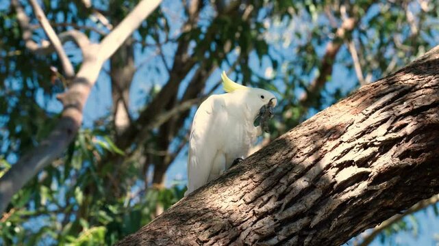 Australian White Cockatoo Parrot During Winter. Loa Angle Shot