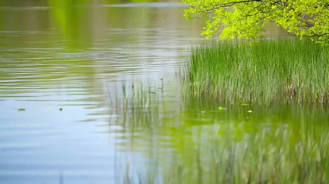 green grass and water reflection