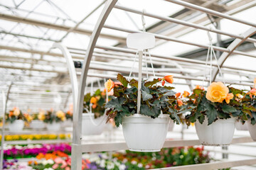 Beautiful hanging plants displayed inside a greenhouse, creating a vibrant and welcoming atmosphere. The scene showcases various blooming flowers in white pots.