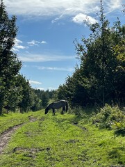 wild horse in the woods