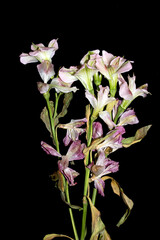 Obraz premium A Withered Dried Up FLower Petals on Black Background