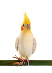 Cockatiel in studio